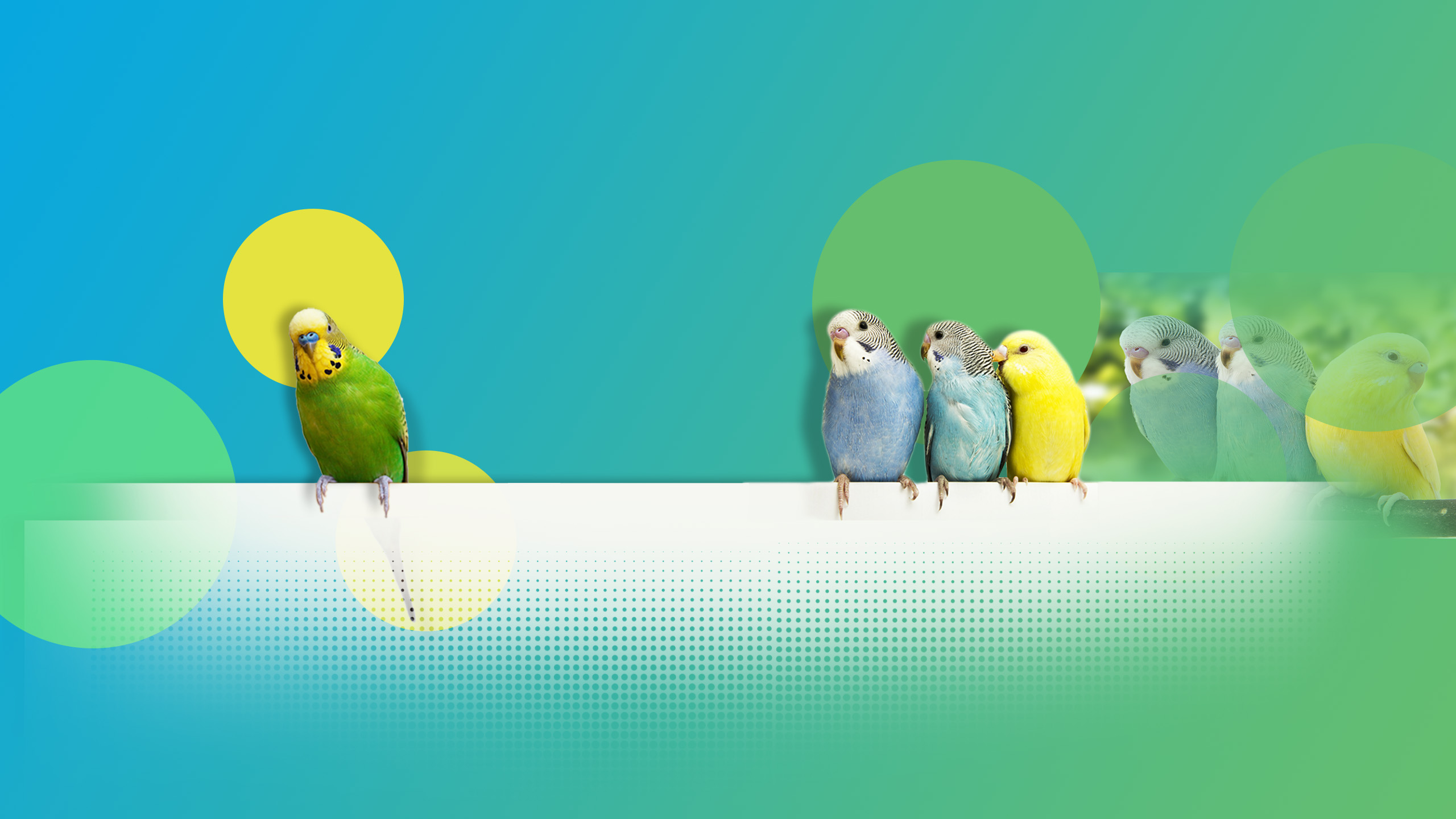 Budgie channel art clean